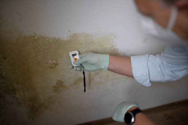 Best Mold Damage Repair  in Batesville, IN