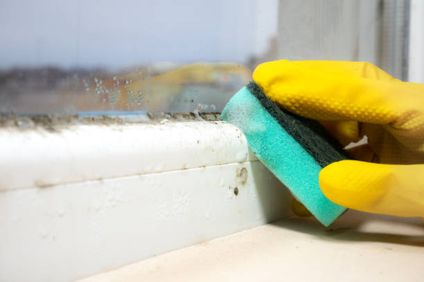Best Emergency Mold Removal  in Batesville, IN
