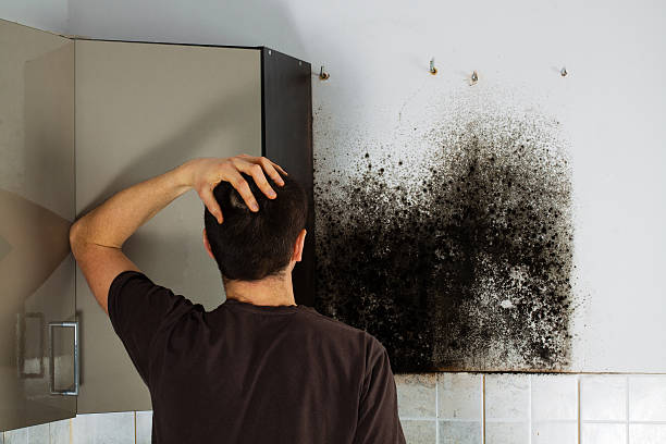 Best Office Mold Removal Services  in Batesville, IN