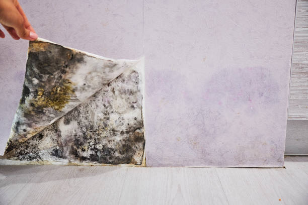Office Mold Removal Services in Batesville, IN